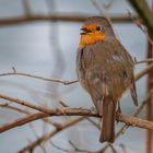 Rotkehlchen (Erithacus rubecula)