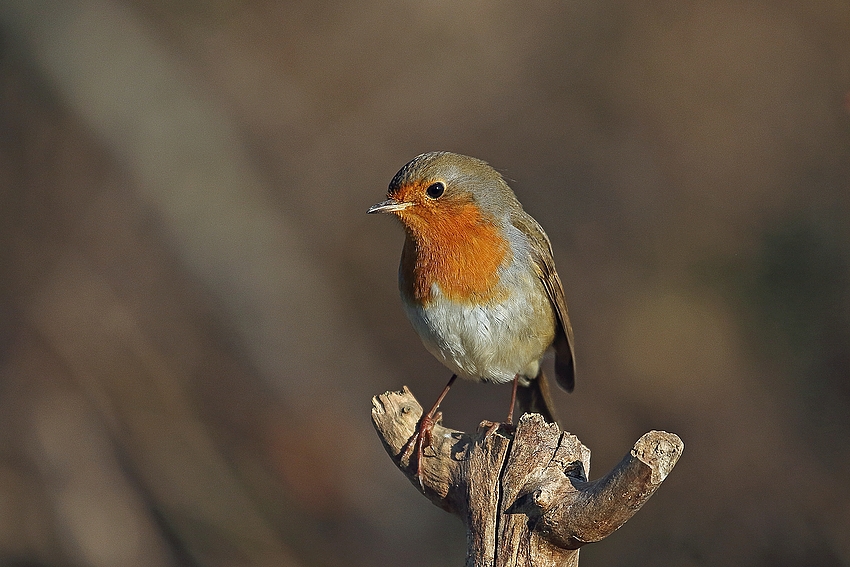 Rotkehlchen (Erithacus rubecula) 