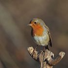 Rotkehlchen (Erithacus rubecula) 