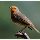 -- Rotkehlchen --- ( Erithacus rubecula )