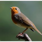 -- Rotkehlchen --- ( Erithacus rubecula )