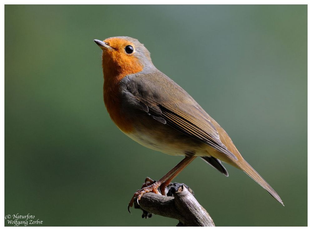 -- Rotkehlchen --- ( Erithacus rubecula )