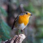 --- Rotkehlchen ---     ( Erithacus rubecula )