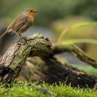 Rotkehlchen (Erithacus rubecula)