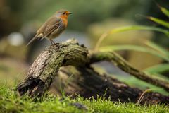 Rotkehlchen (Erithacus rubecula)