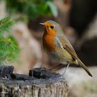 --- Rotkehlchen ---- ( Erithacus rubecula )