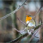 Rotkehlchen (Erithacus rubecula)