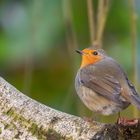 Rotkehlchen (Erithacus rubecula)