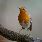  - ROTKEHLCHEN - ( Erithacus rubecula )