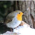 - Rotkehlchen - (Erithacus rubecula )