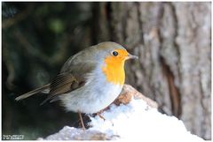 - Rotkehlchen - (Erithacus rubecula )