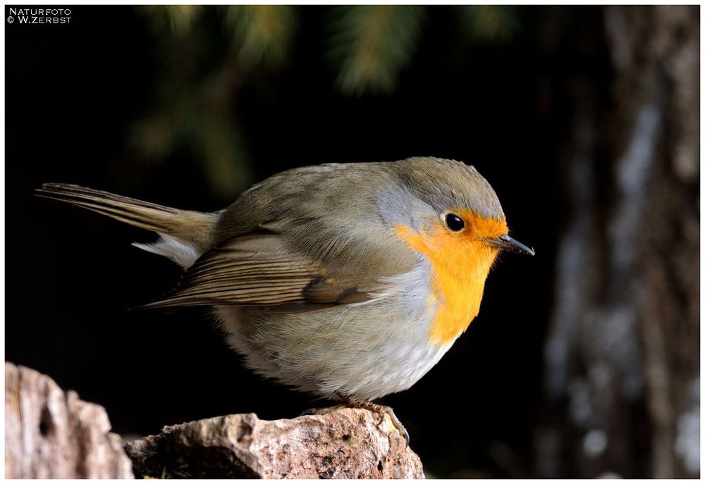 - Rotkehlchen - ( Erithacus rubecula )