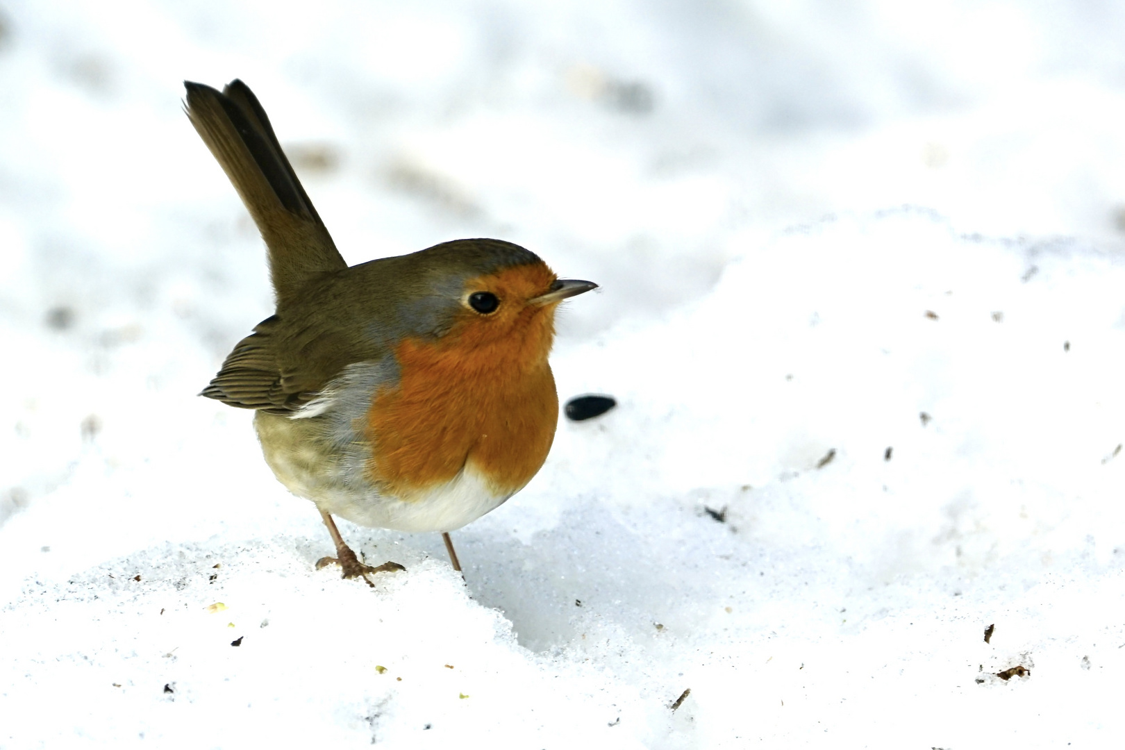 Rotkehlchen (Erithacus rubecula)