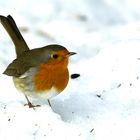 Rotkehlchen (Erithacus rubecula)