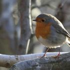 Rotkehlchen (Erithacus rubecula)