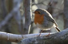 Rotkehlchen (Erithacus rubecula)