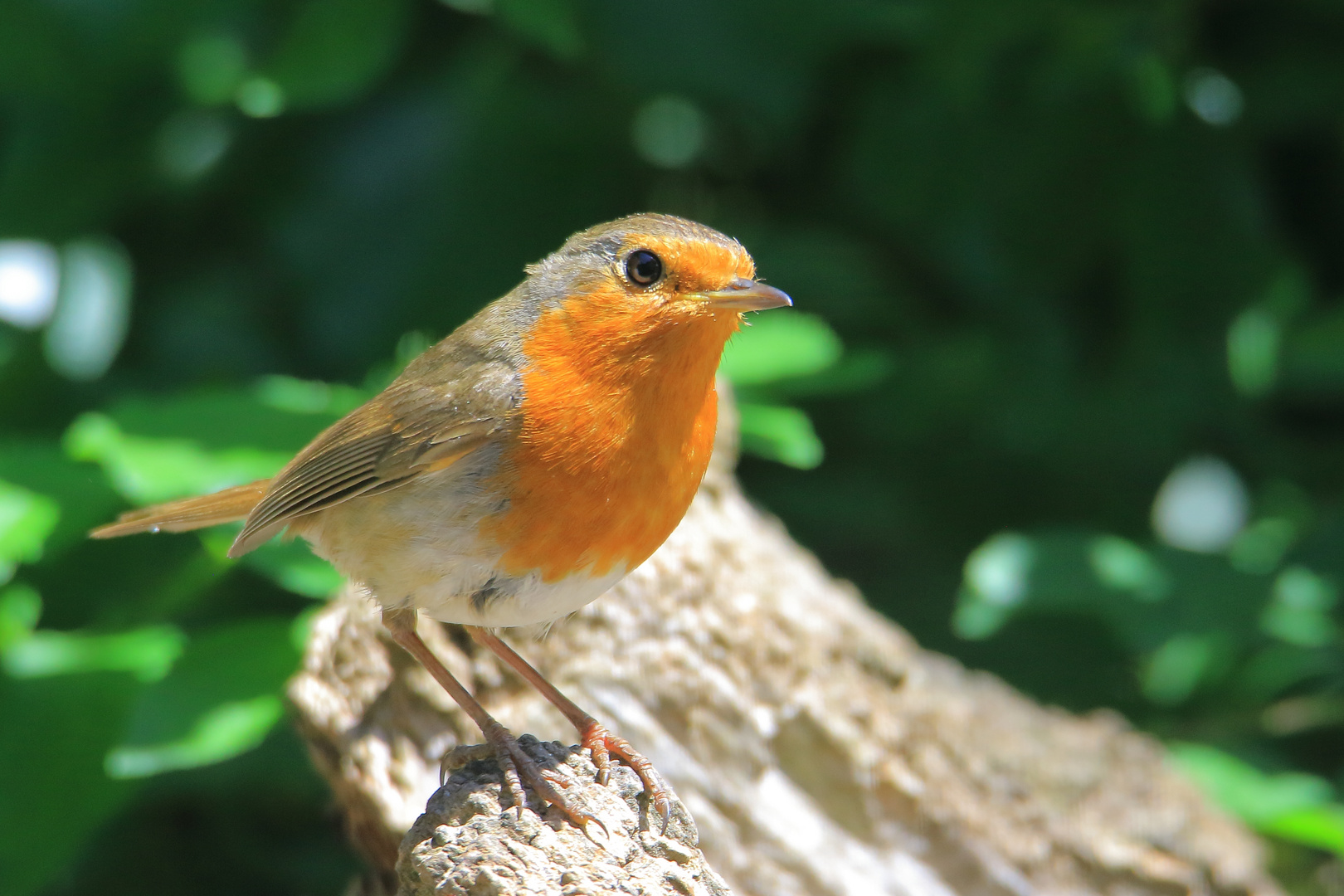 Rotkehlchen (Erithacus rubecula)