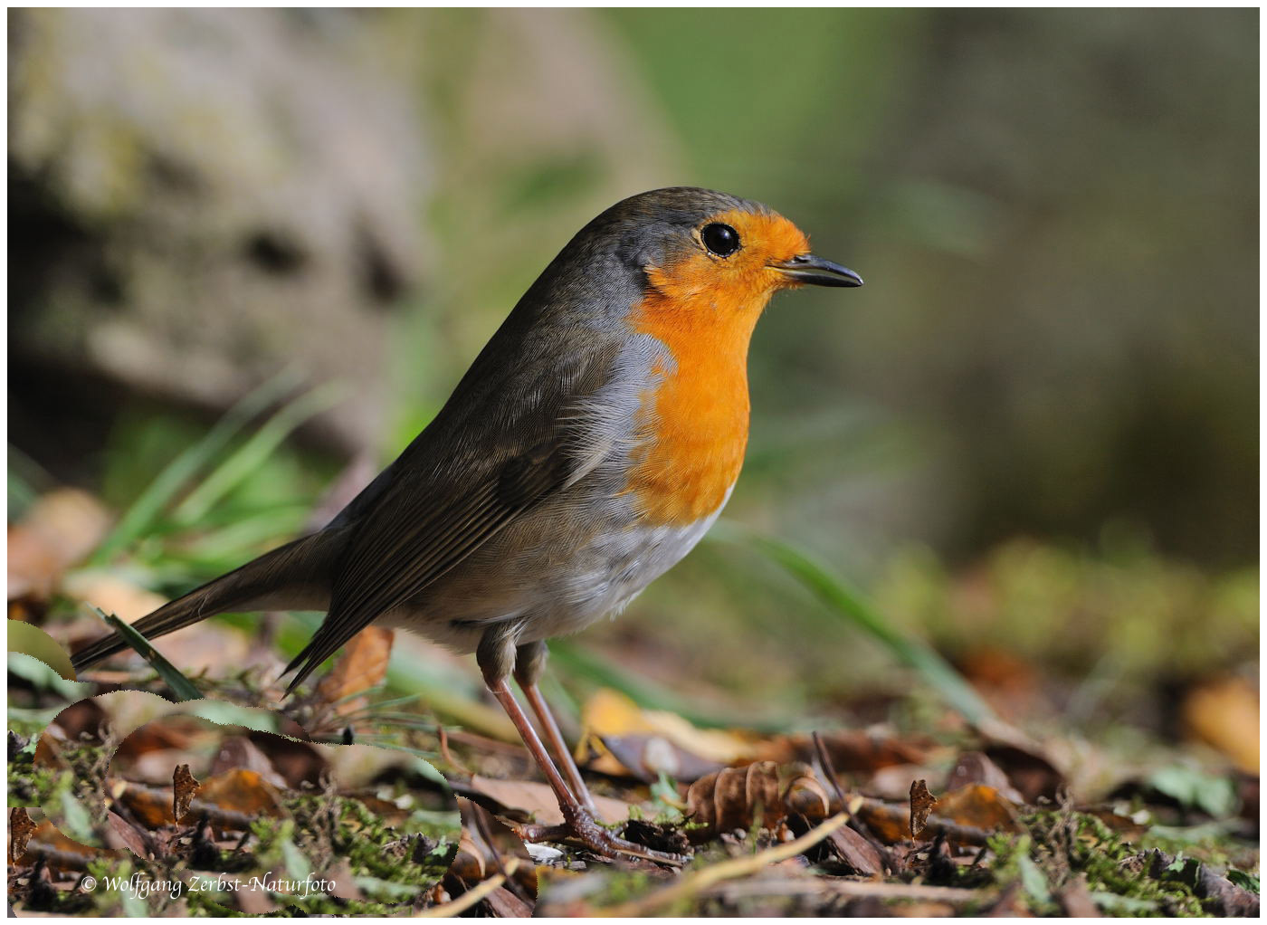 --- Rotkehlchen --- ( Erithacus rubecula )