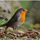 --- Rotkehlchen --- ( Erithacus rubecula )