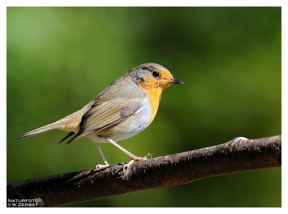 -- Rotkehlchen -- ( Erithacus rubecula )