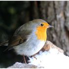 - Rotkehlchen - ( Erithacus rubecula )