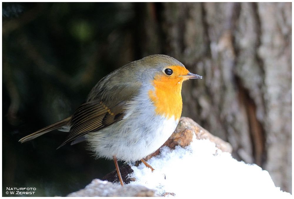 - Rotkehlchen - ( Erithacus rubecula )