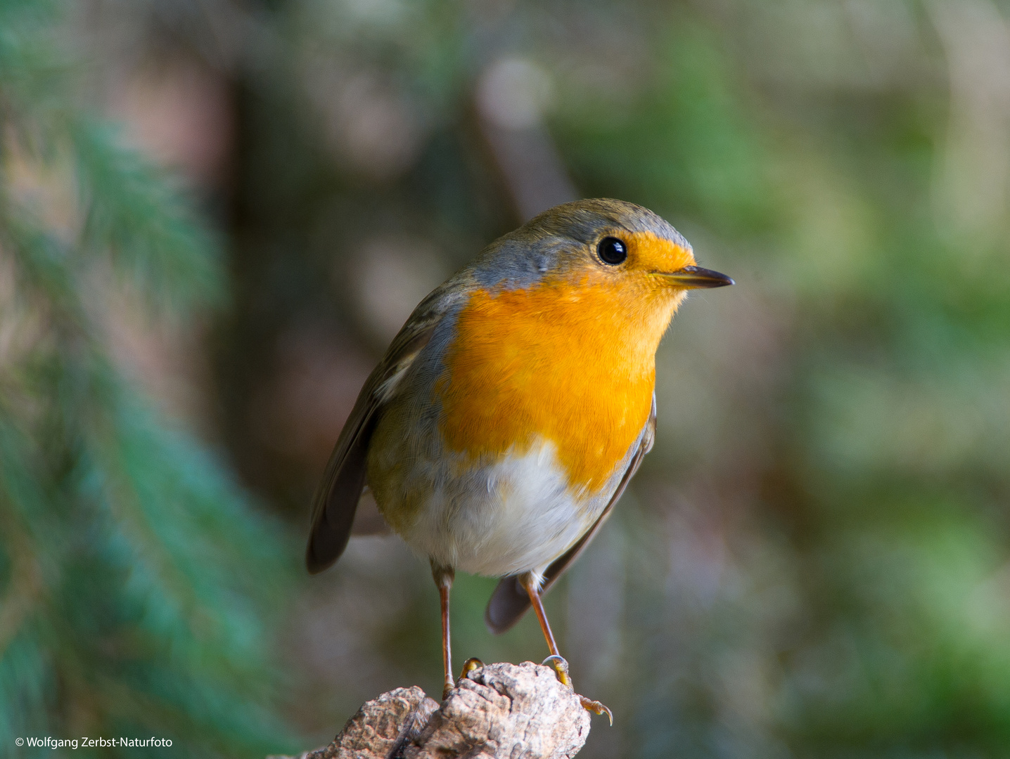 --- Rotkehlchen ---     ( Erithacus rubecula )