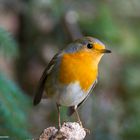 --- Rotkehlchen ---     ( Erithacus rubecula )