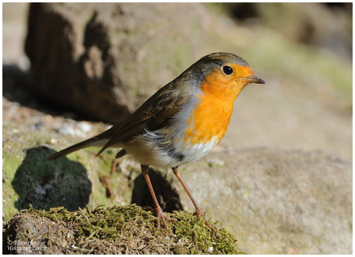 --- Rotkehlchen --- (Erithacus rubecula )