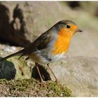 --- Rotkehlchen --- (Erithacus rubecula )