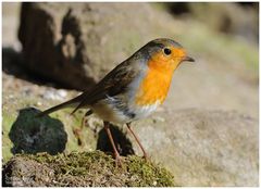 --- Rotkehlchen --- (Erithacus rubecula )