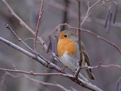 Rotkehlchen (Erithacus rubecula)