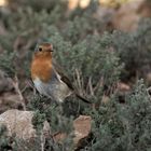 Rotkehlchen (Erithacus rubecula)