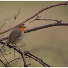 Rotkehlchen (Erithacus rubecula)