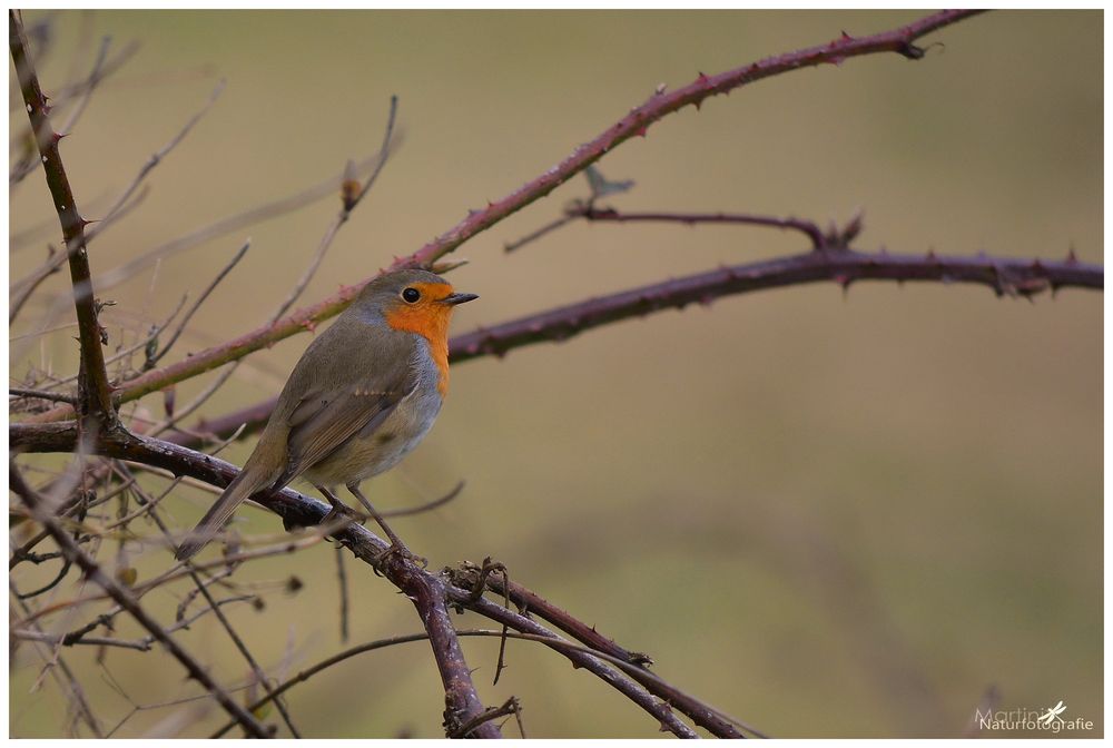 Rotkehlchen (Erithacus rubecula)