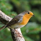 --- Rotkehlchen --- ( Erithacus rubecula )