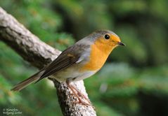 --- Rotkehlchen --- ( Erithacus rubecula )