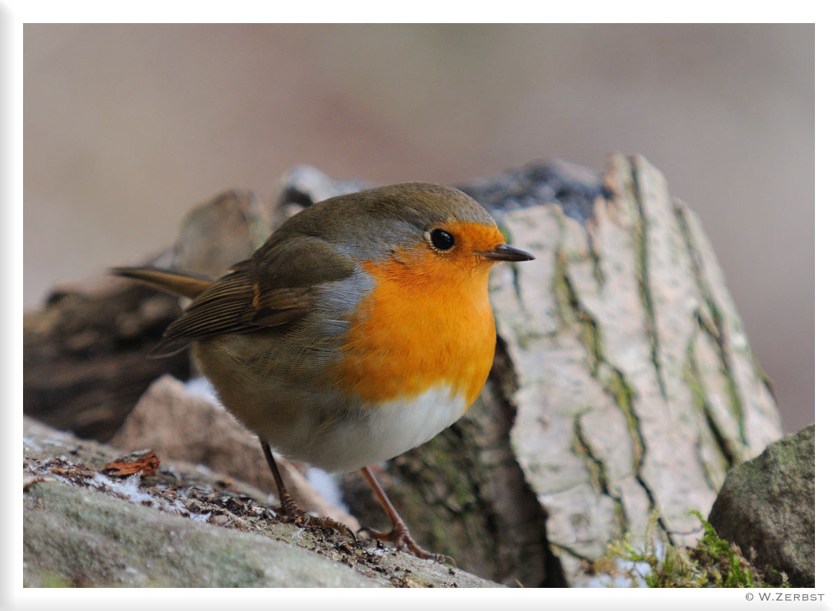 - Rotkehlchen - ( Erithacus rubecula )