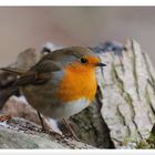 - Rotkehlchen - ( Erithacus rubecula )