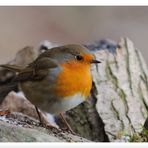 - Rotkehlchen - ( Erithacus rubecula )