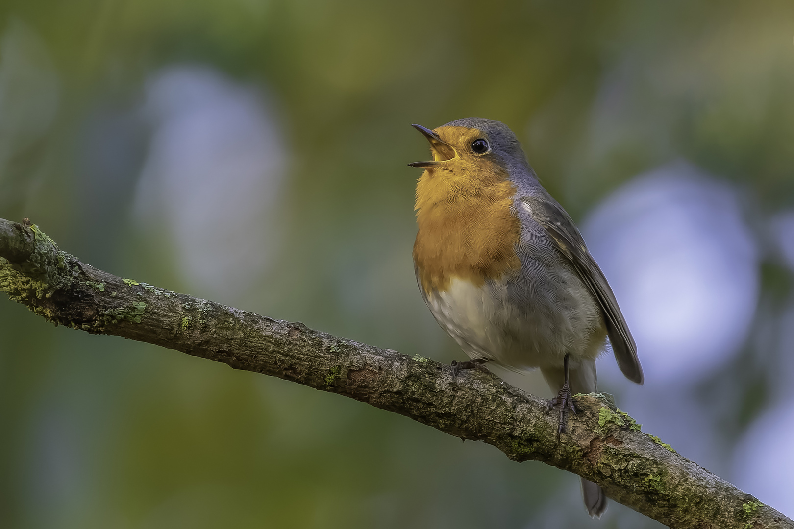 Rotkehlchen (Erithacus rubecula)