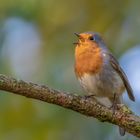 Rotkehlchen (Erithacus rubecula)