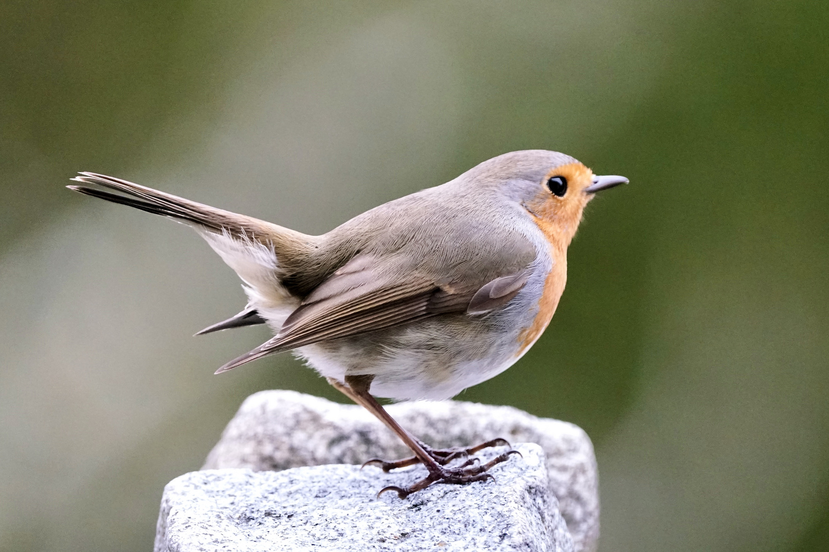 Rotkehlchen (Erithacus rubecula)