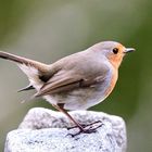 Rotkehlchen (Erithacus rubecula)