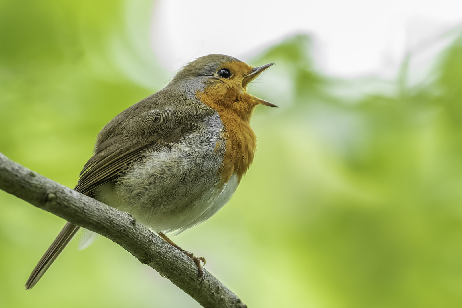 Rotkehlchen (Erithacus rubecula)