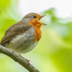 Rotkehlchen (Erithacus rubecula)