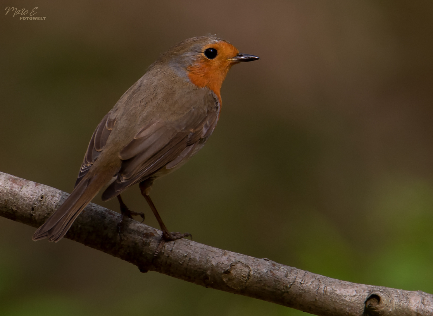 Rotkehlchen (Erithacus rubecula)