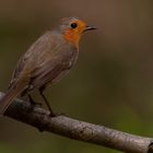 Rotkehlchen (Erithacus rubecula)