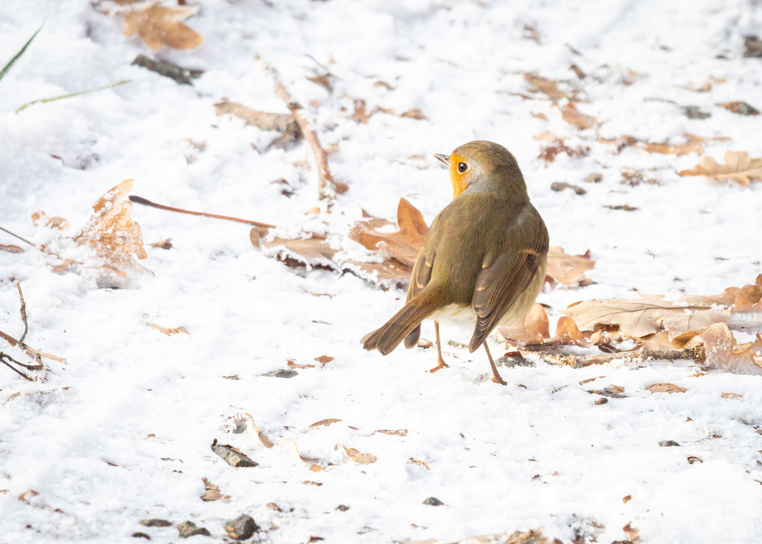 Rotkehlchen  Erithacus rubecula