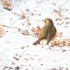 Rotkehlchen  Erithacus rubecula